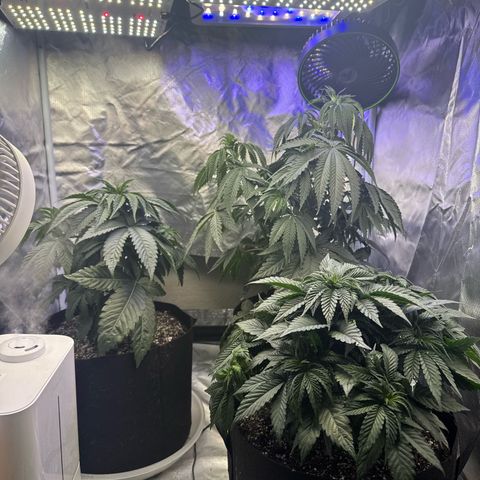 OG Kush x1 Thrist Trap x2 growlog photo: Uploads from the start of the grow