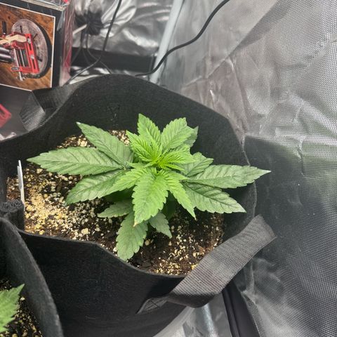 OG Kush x1 Thrist Trap x2 growlog photo: Uploads from the start of the grow