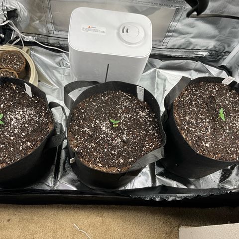 Dante’s Inferno x Tahoe OG growlog timeline photo