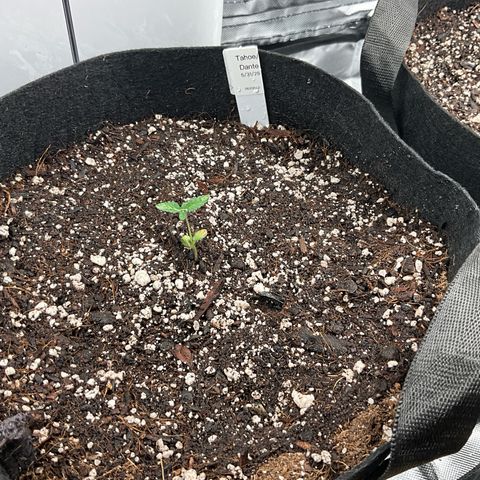 Dante’s Inferno x Tahoe OG growlog photo: 5312502