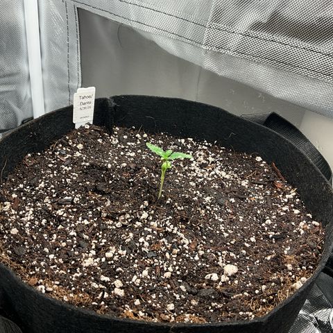 Dante’s Inferno x Tahoe OG growlog photo: 5312503