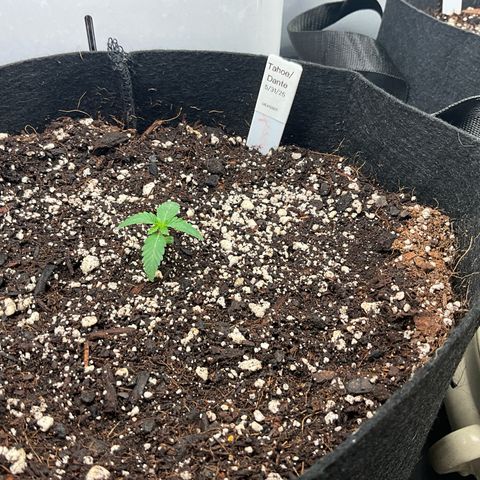 Dante’s Inferno x Tahoe OG growlog timeline photo