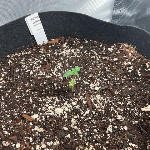 Dante’s Inferno x Tahoe OG growlog timeline photo