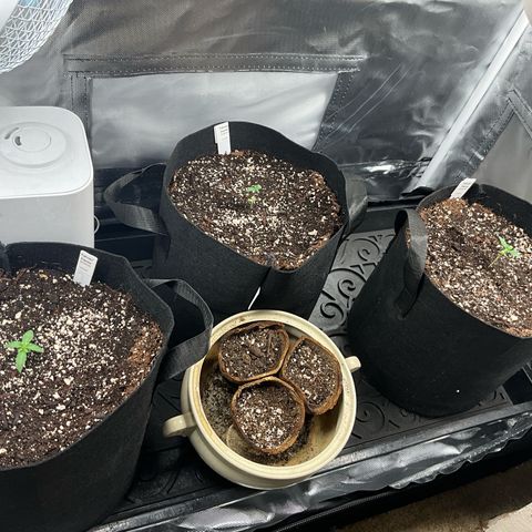 Dante’s Inferno x Tahoe OG growlog timeline photo