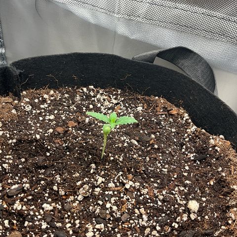 Dante’s Inferno x Tahoe OG growlog timeline photo