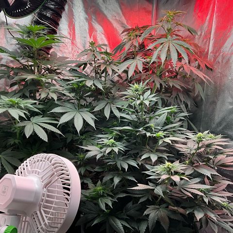 OG Kush x1 Thrist Trap x2 growlog timeline photo