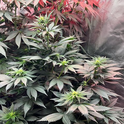 OG Kush x1 Thrist Trap x2 growlog timeline photo