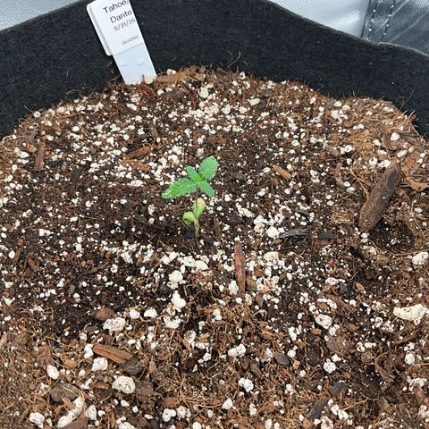 Dante’s Inferno x Tahoe OG growlog timeline photo