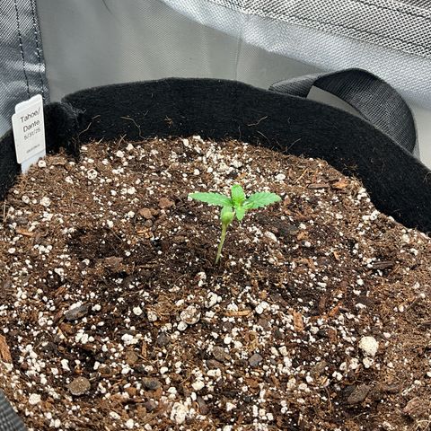 Dante’s Inferno x Tahoe OG growlog timeline photo