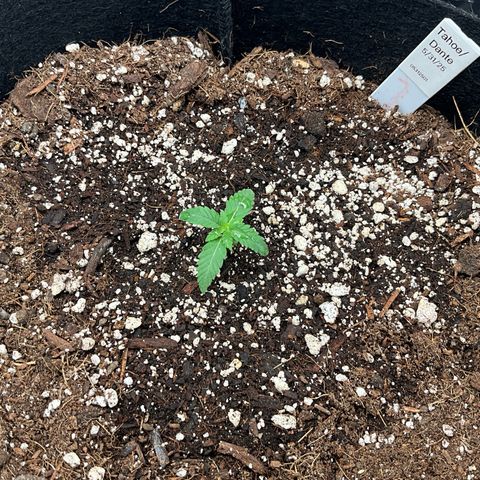 Dante’s Inferno x Tahoe OG growlog timeline photo