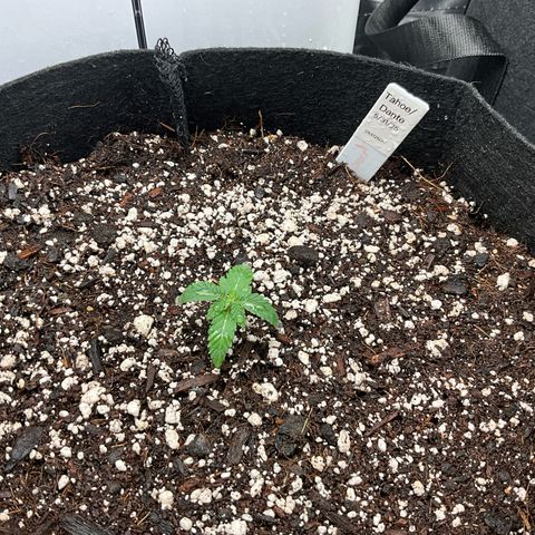 Dante’s Inferno x Tahoe OG growlog photo: 1 tablespoon of big bloom in one gallon water… not quite split between the 3. 