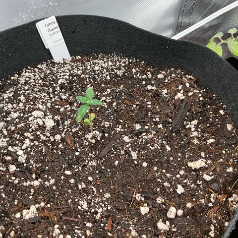 Dante’s Inferno x Tahoe OG growlog photo: 1 tablespoon of big bloom in one gallon water… not quite split between the 3. 