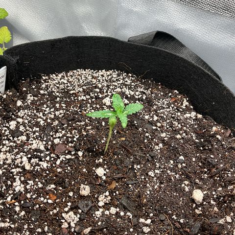 Dante’s Inferno x Tahoe OG growlog photo: 1 tablespoon of big bloom in one gallon water… not quite split between the 3. 