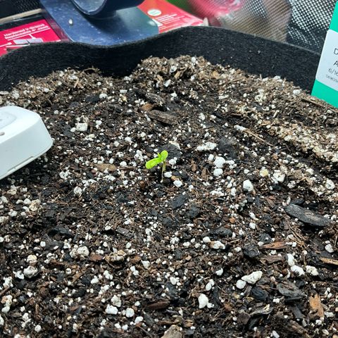 Blue Dream Auto growlog photo: First C-leaves. Beginning misting regimen. Humidity sensor has been moved to inside the growing space, under the dome. Humidifier in plant room currently overheating. Changes were made last night to reduce heat, maximize RH, and continue to support the sprout.