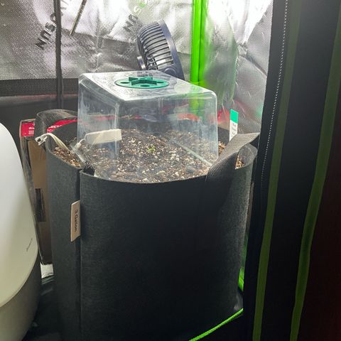 Blue Dream Auto growlog photo: First C-leaves. Beginning misting regimen. Humidity sensor has been moved to inside the growing space, under the dome. Humidifier in plant room currently overheating. Changes were made last night to reduce heat, maximize RH, and continue to support the sprout.