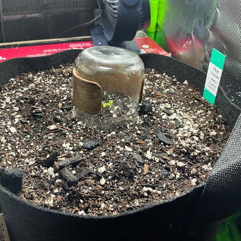 Blue Dream Auto growlog photo: Watering idea for sprouts, put a cup over the plant to protect it… pour water on top. Roots directly below the stalk of the plant should not get as much water as the surrounding area. Thinking this might support the root growth to expand while avoiding root rot at the base of the taproot.