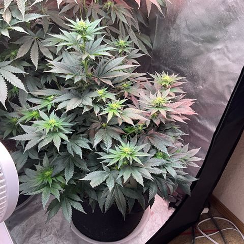OG Kush x1 Thrist Trap x2 growlog timeline photo
