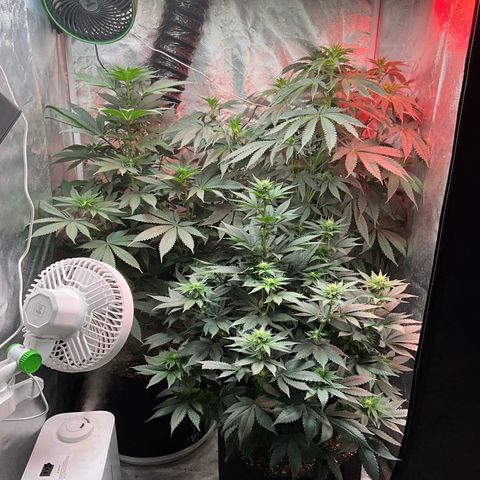 OG Kush x1 Thrist Trap x2 growlog timeline photo