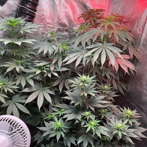 OG Kush x1 Thrist Trap x2 growlog timeline photo
