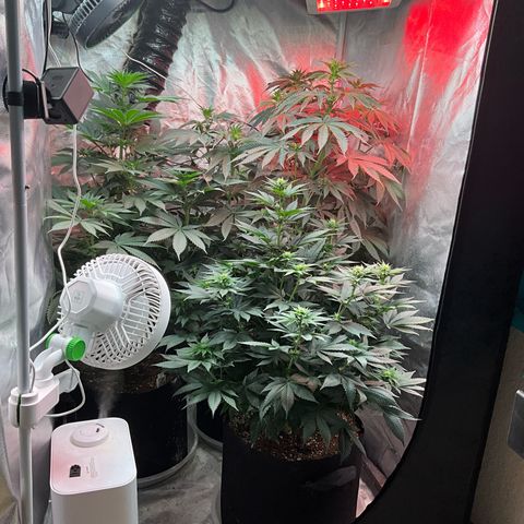 OG Kush x1 Thrist Trap x2 growlog timeline photo