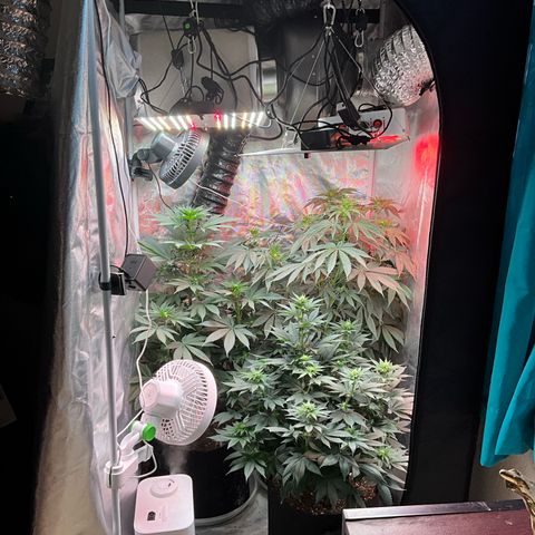 OG Kush x1 Thrist Trap x2 growlog timeline photo