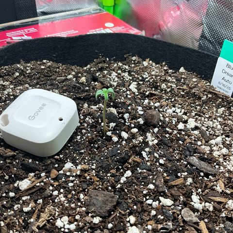 Blue Dream Auto growlog timeline photo