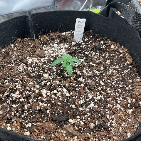 Dante’s Inferno x Tahoe OG growlog timeline photo
