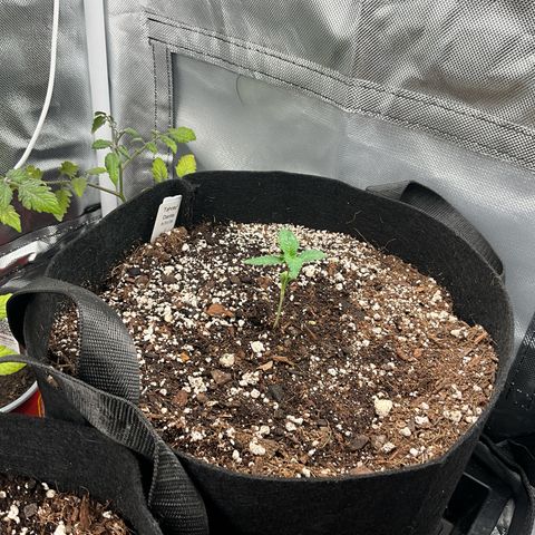 Dante’s Inferno x Tahoe OG growlog timeline photo