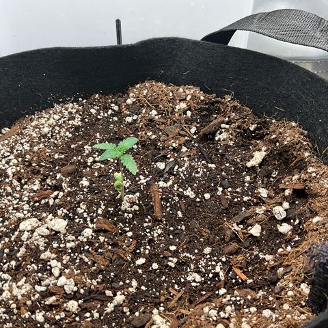 Dante’s Inferno x Tahoe OG growlog timeline photo