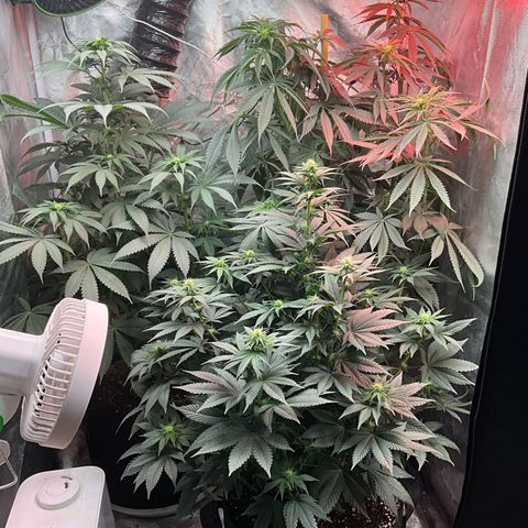 OG Kush x1 Thrist Trap x2 growlog photo: Added big bloom and tiger bloom. About a half gallon each. 