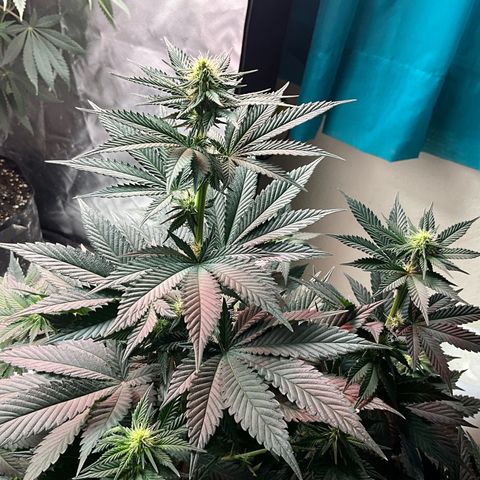 OG Kush x1 Thrist Trap x2 growlog photo: Added big bloom and tiger bloom. About a half gallon each. 