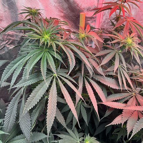 OG Kush x1 Thrist Trap x2 growlog photo: Added big bloom and tiger bloom. About a half gallon each. 