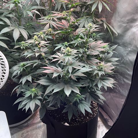OG Kush x1 Thrist Trap x2 growlog photo: Added big bloom and tiger bloom. About a half gallon each. 