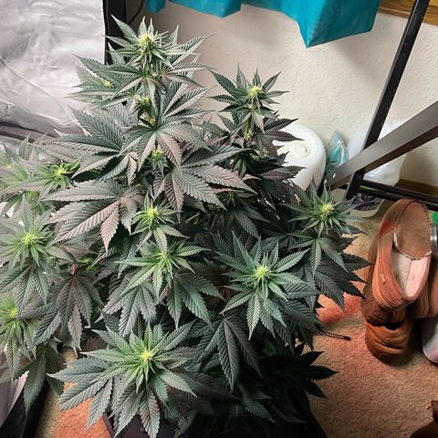 OG Kush x1 Thrist Trap x2 growlog photo: Added big bloom and tiger bloom. About a half gallon each. 