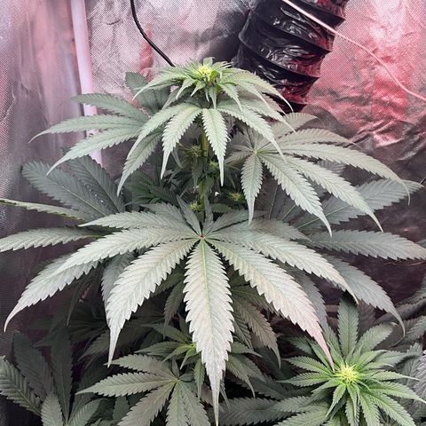 OG Kush x1 Thrist Trap x2 growlog photo: Added big bloom and tiger bloom. About a half gallon each. 