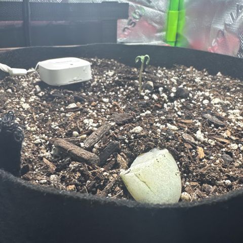 Blue Dream Auto growlog timeline photo