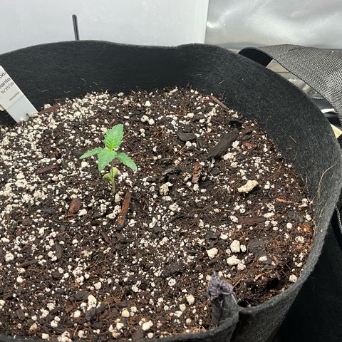 Dante’s Inferno x Tahoe OG growlog timeline photo