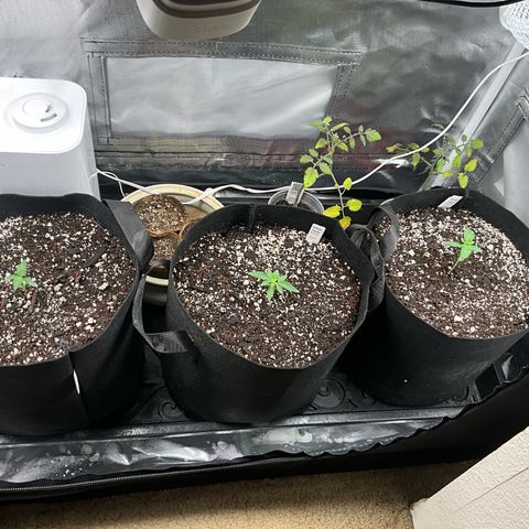 Dante’s Inferno x Tahoe OG growlog timeline photo