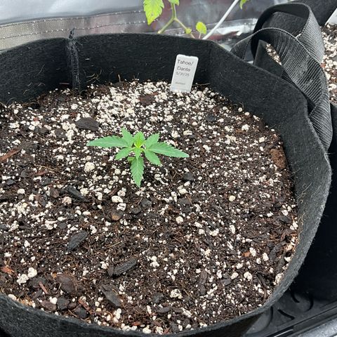 Dante’s Inferno x Tahoe OG growlog timeline photo