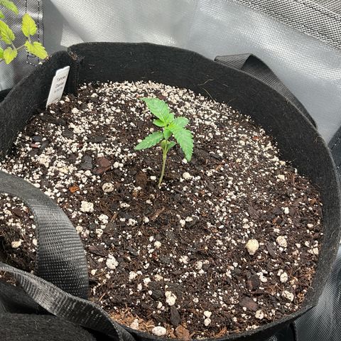 Dante’s Inferno x Tahoe OG growlog timeline photo