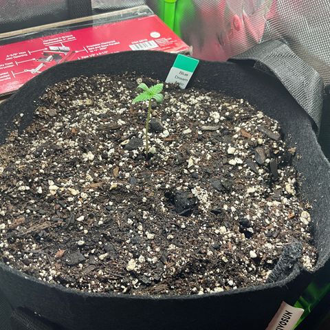 Blue Dream Auto growlog photo: Leftover kangaroos and big bloom from veg tent. Starting to wean off humidity slightly. Veg tent Wednesday?