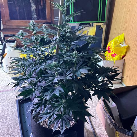 OG Kush x1 Thrist Trap x2 growlog photo: Flush 