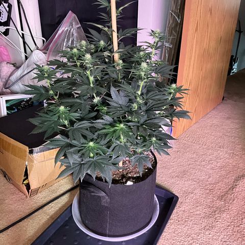 OG Kush x1 Thrist Trap x2 growlog photo: Flush 