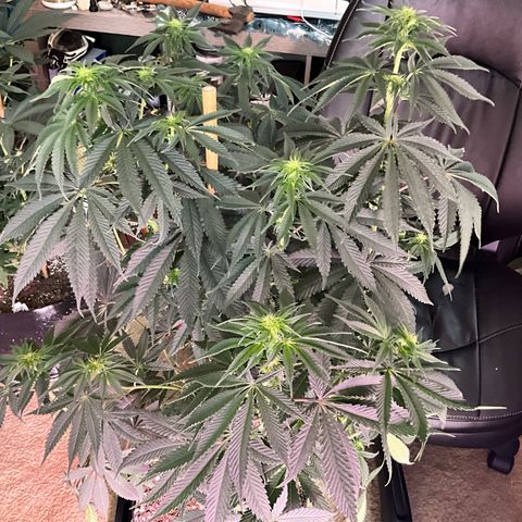 OG Kush x1 Thrist Trap x2 growlog photo: Flush 