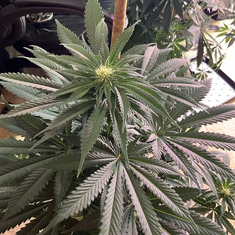 OG Kush x1 Thrist Trap x2 growlog photo: Flush 