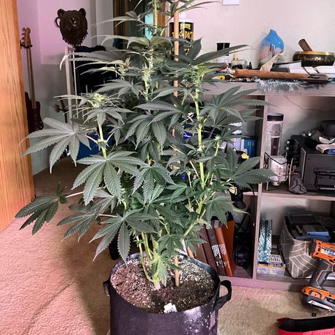 OG Kush x1 Thrist Trap x2 growlog photo: Flush 