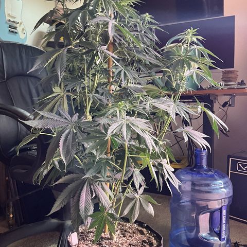 OG Kush x1 Thrist Trap x2 growlog photo: Flush 