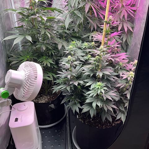 OG Kush x1 Thrist Trap x2 growlog timeline photo