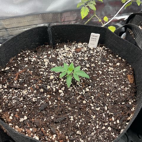 Dante’s Inferno x Tahoe OG growlog timeline photo