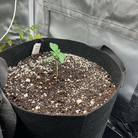 Dante’s Inferno x Tahoe OG growlog timeline photo